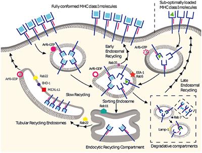 Endocytic Recycling of MHC Class I Molecules in Non-professional Antigen Presenting and Dendritic Cells